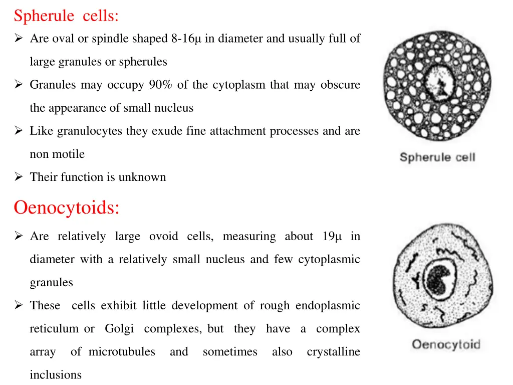 spherule cells are oval or spindle shaped