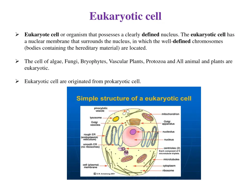 eukaryotic cell