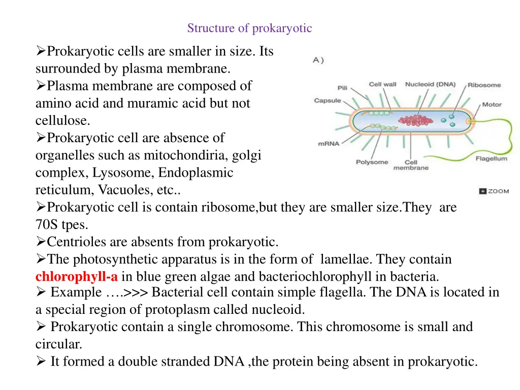 structure of prokaryotic