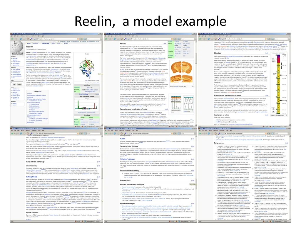 reelin a model example