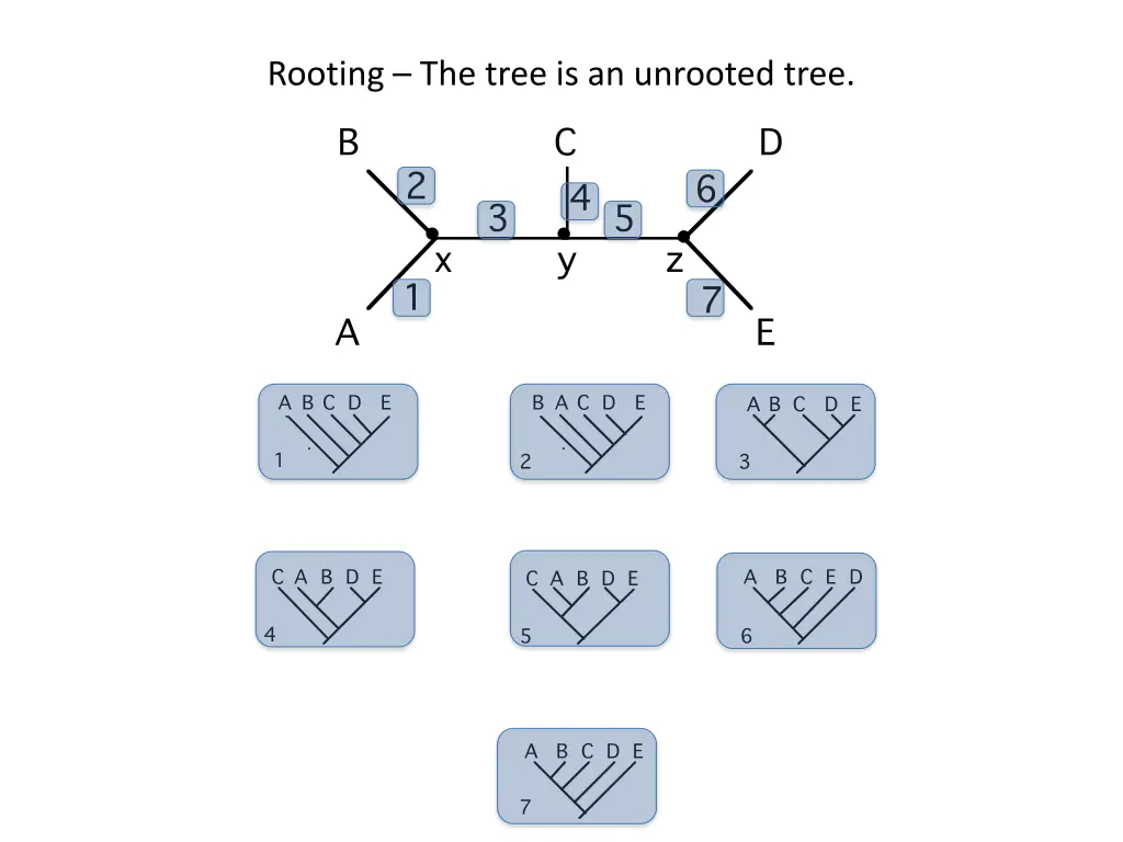 rooting the tree is an unrooted tree