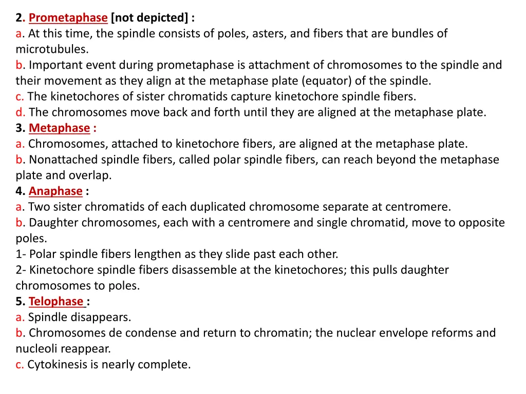 2 prometaphase not depicted a at this time