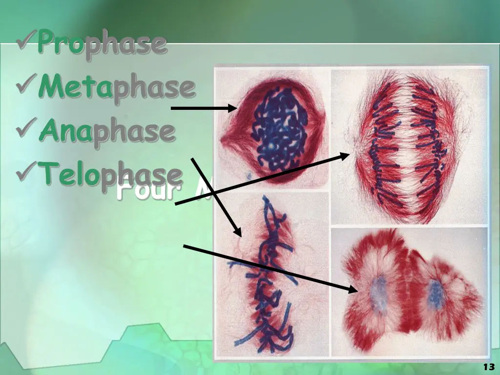 prophase metaphase anaphase telophase