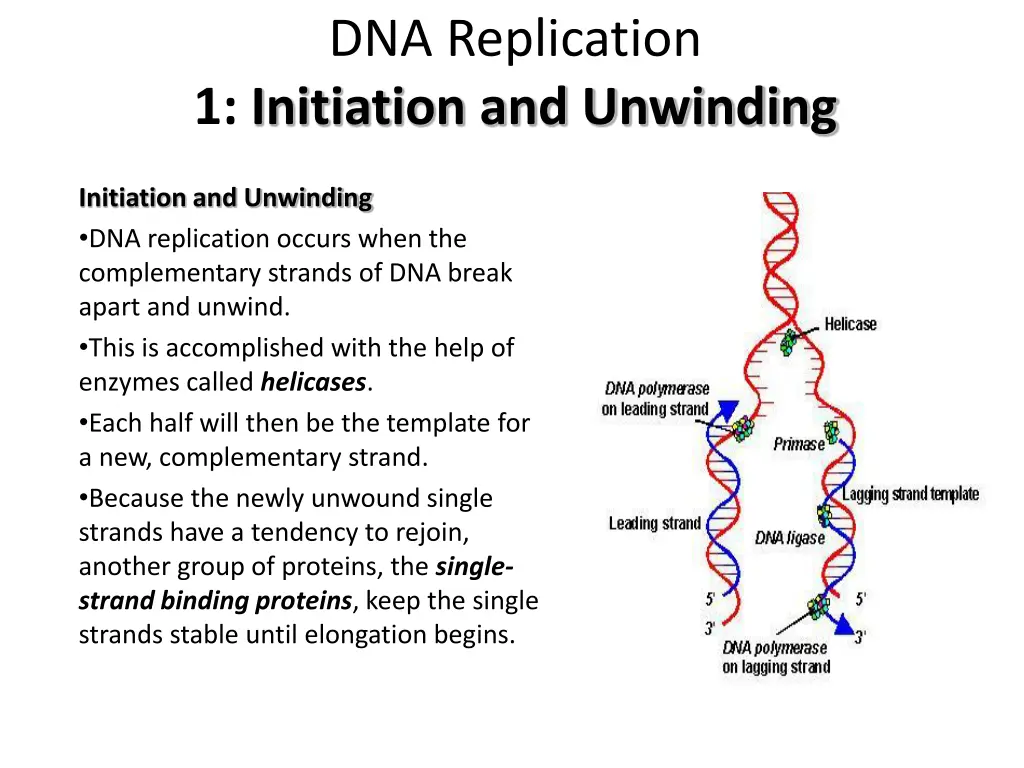 dna replication 1 initiation and unwinding