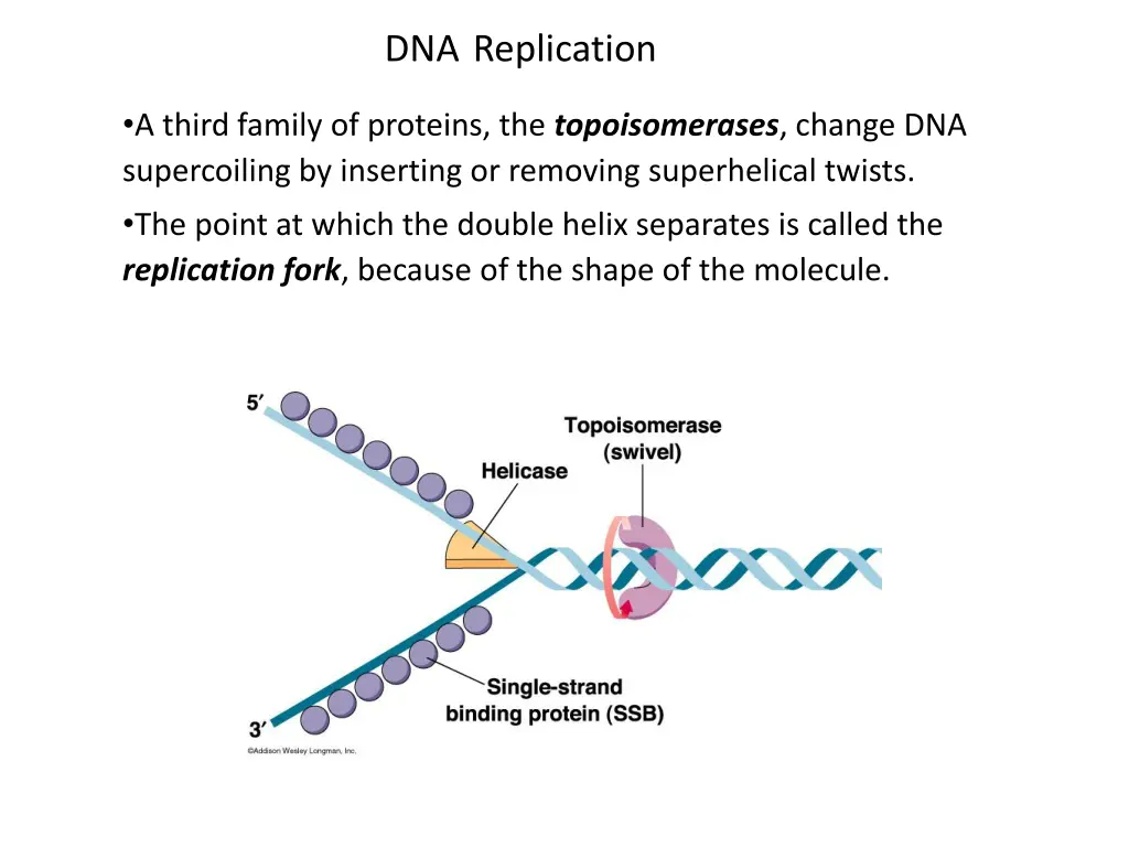 dna replication 1