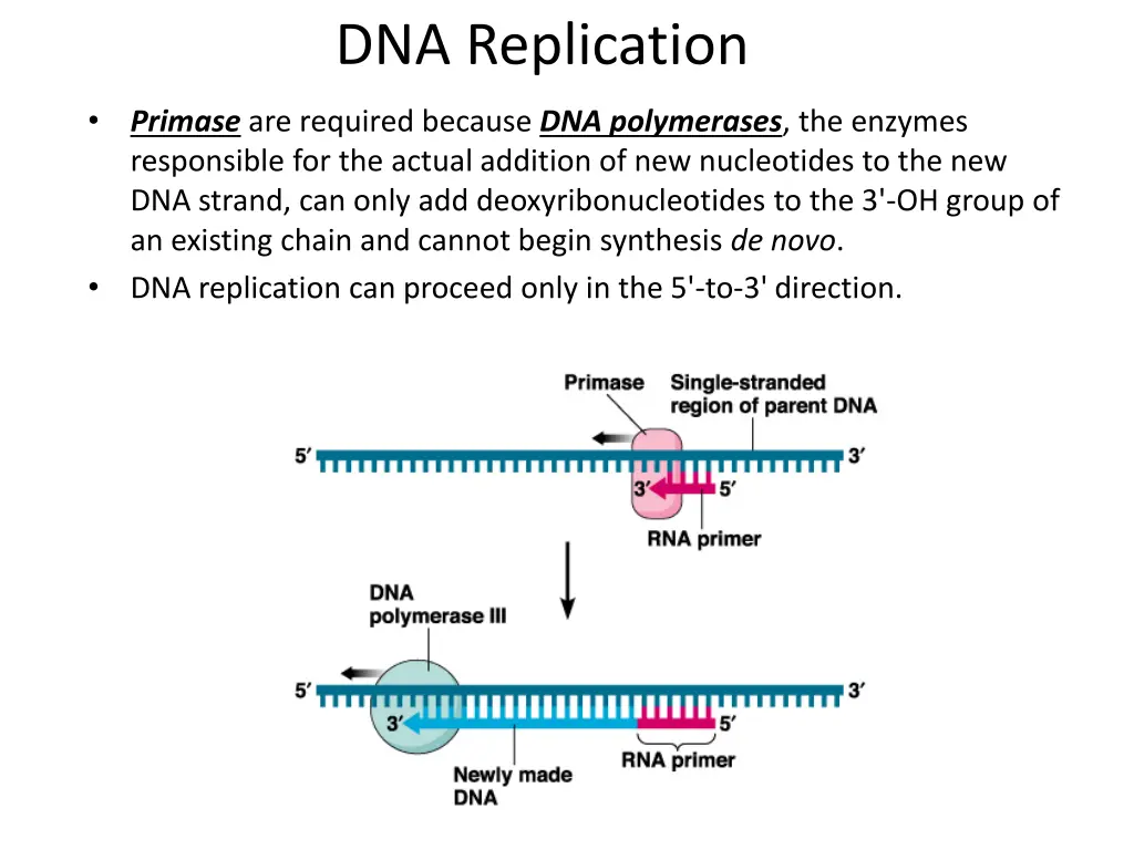 dna replication 2