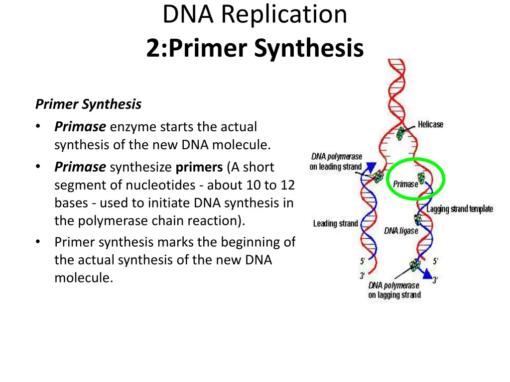 dna replication 2 primer synthesis