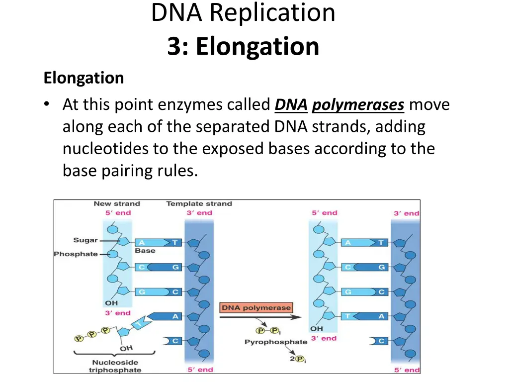 dna replication 3 elongation