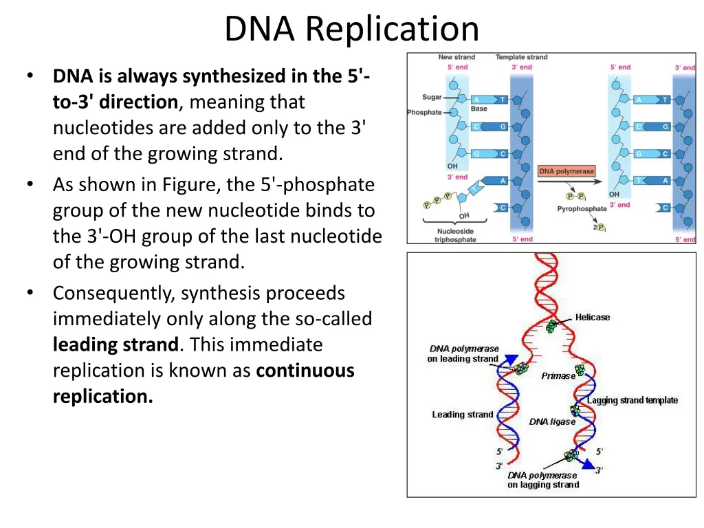 dna replication 3