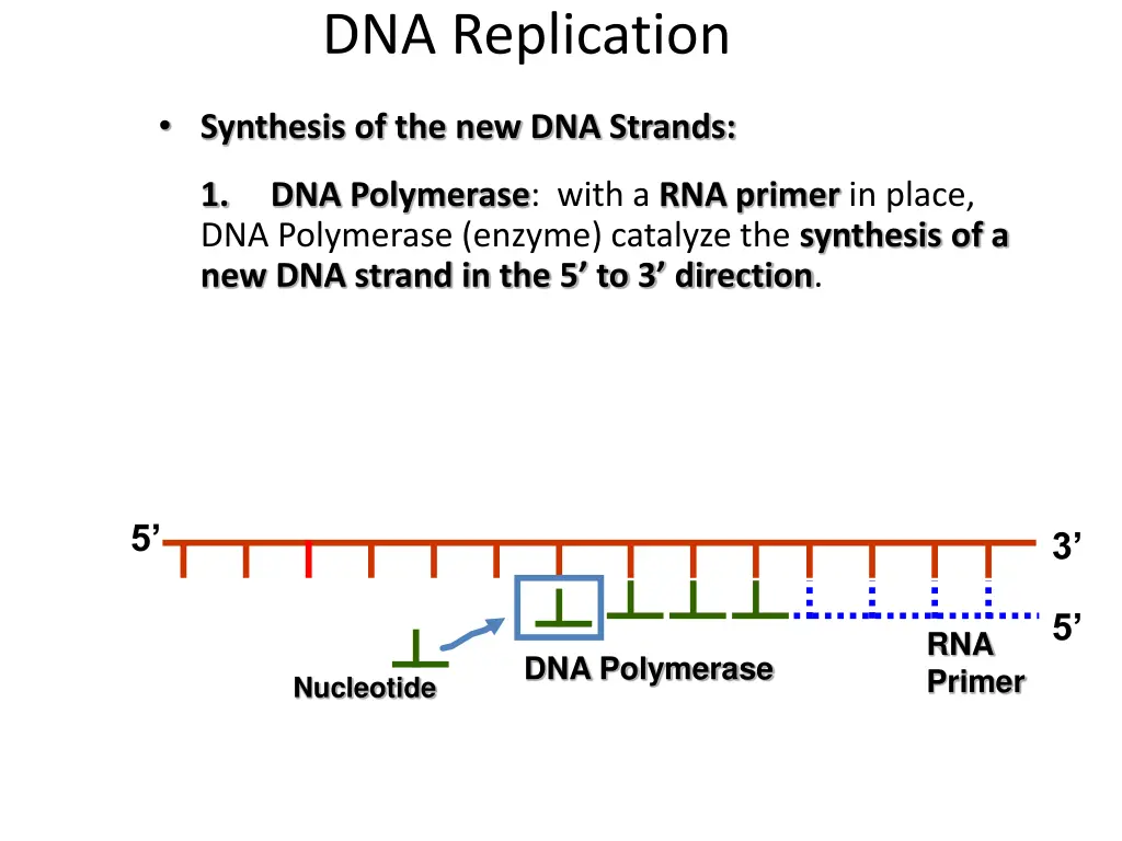 dna replication 4