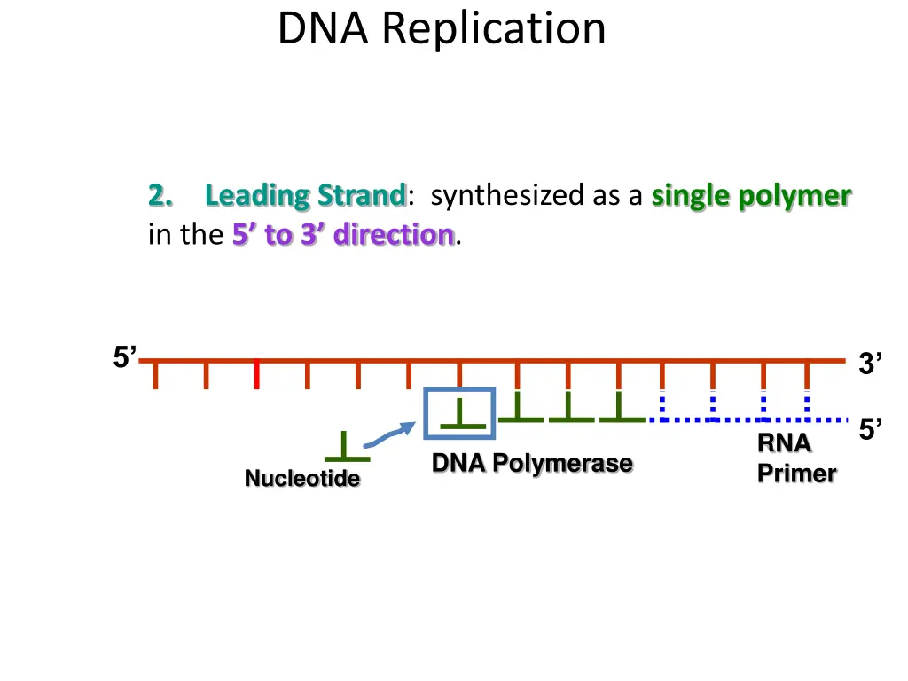 dna replication 5