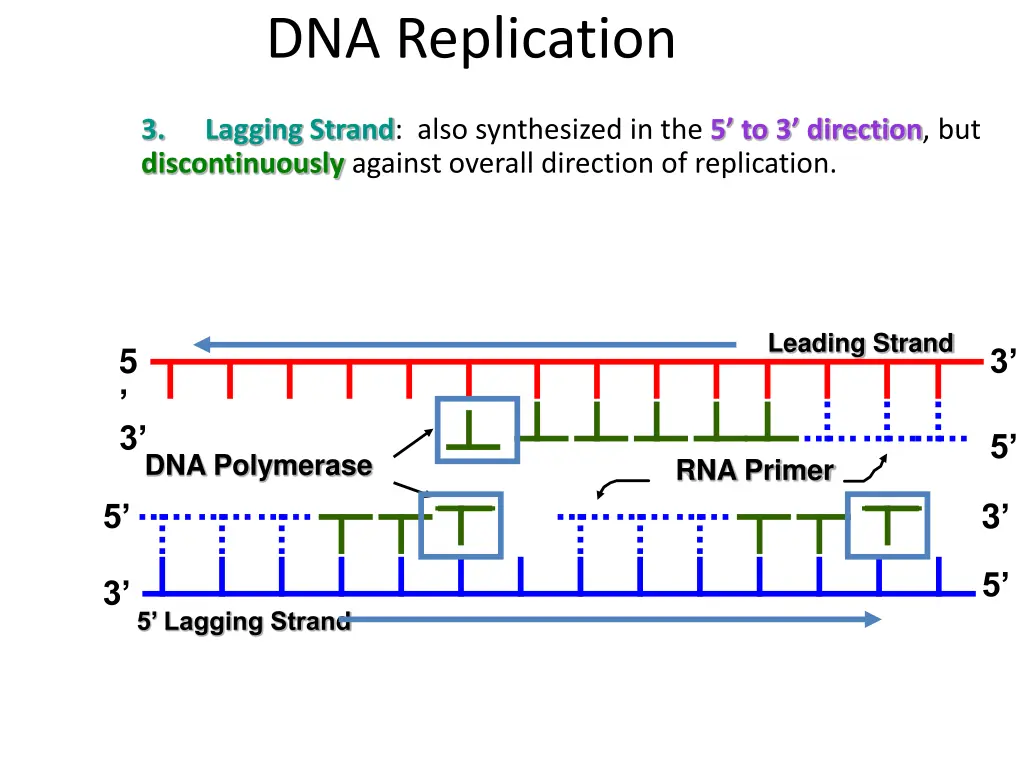 dna replication 6