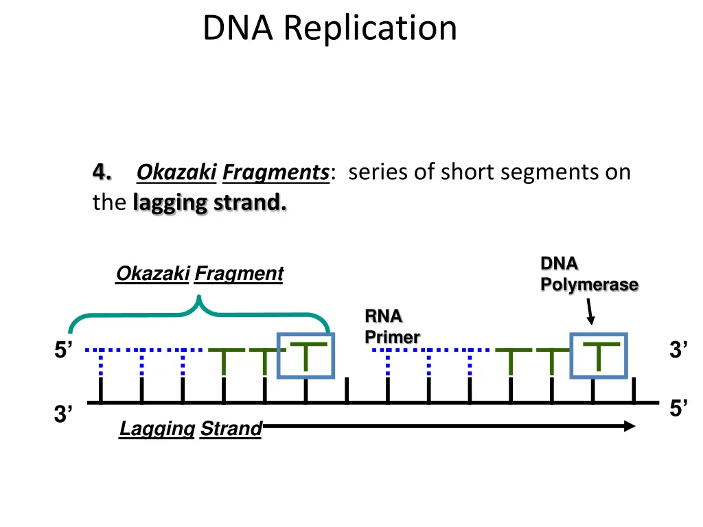 dna replication 7