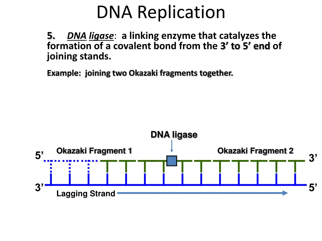 dna replication 8