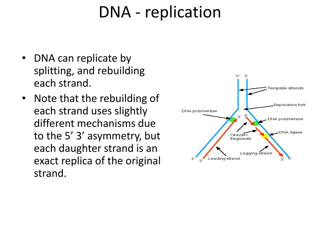 dna replication