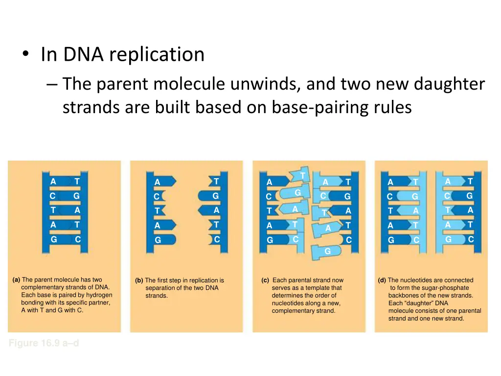 in dna replication the parent molecule unwinds