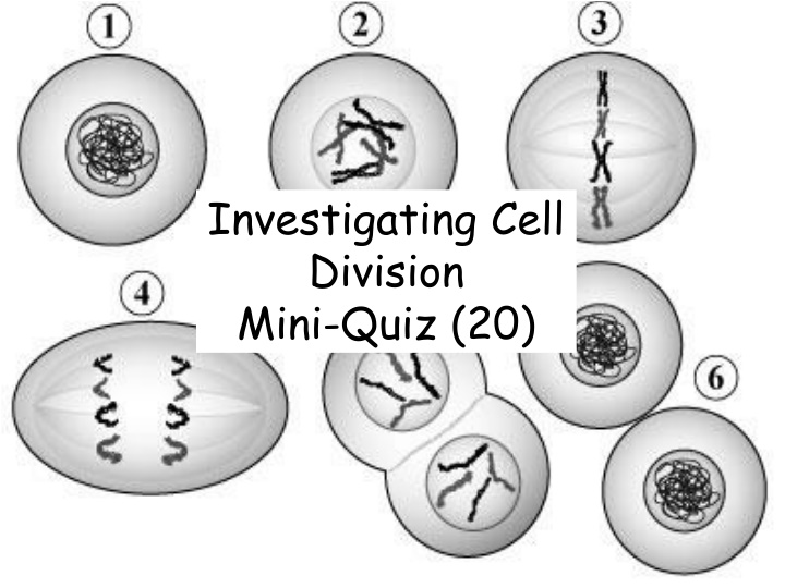 investigating cell division mini quiz 20