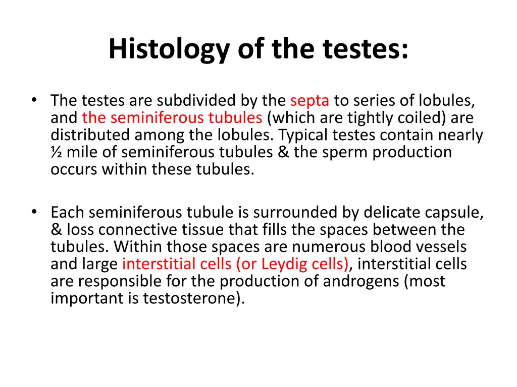 histology of the testes