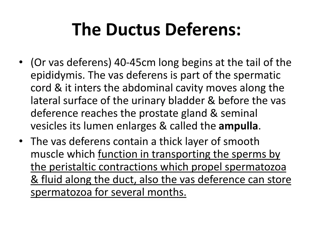 the ductus deferens