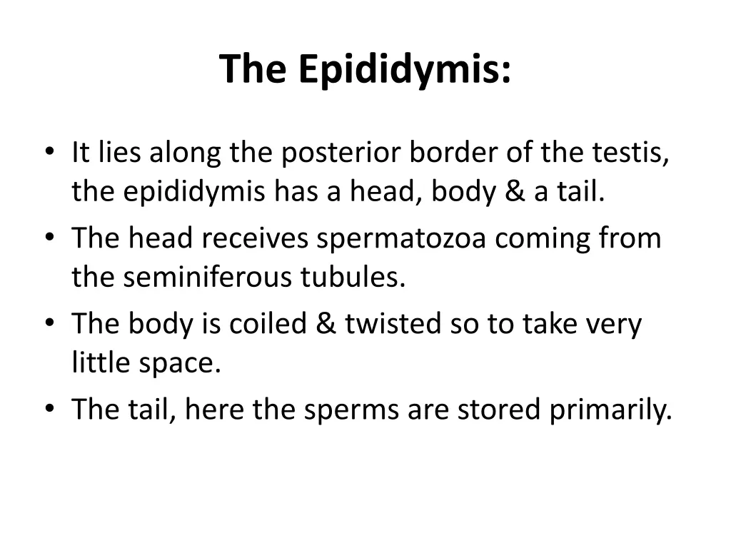 the epididymis