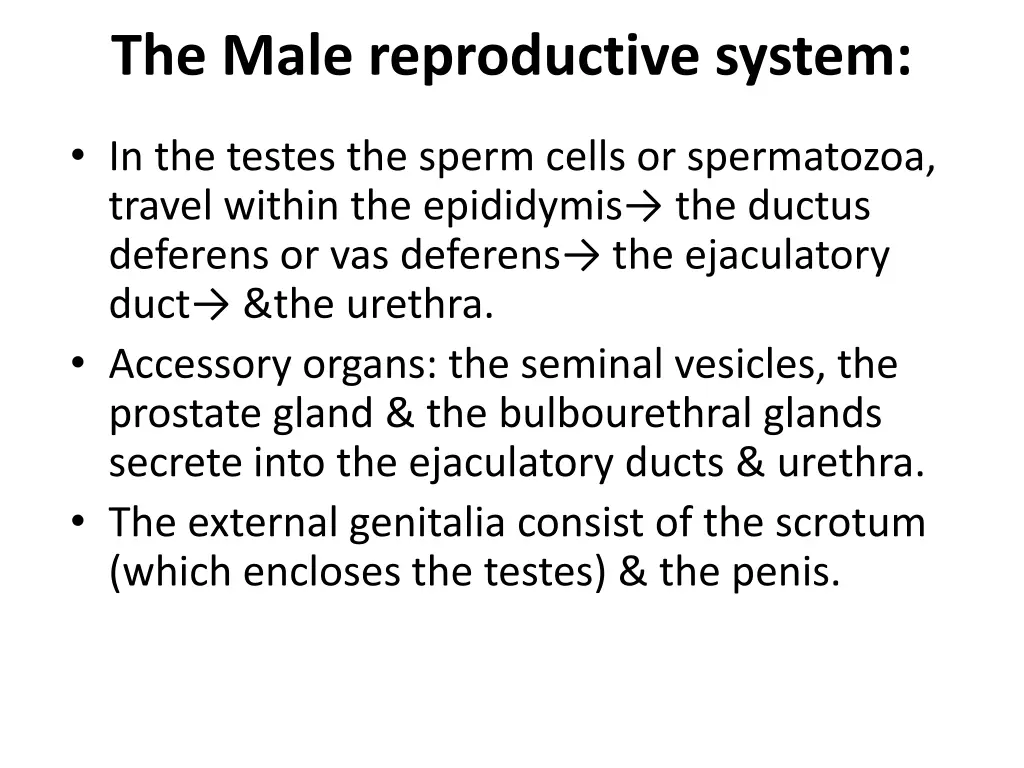 the male reproductive system