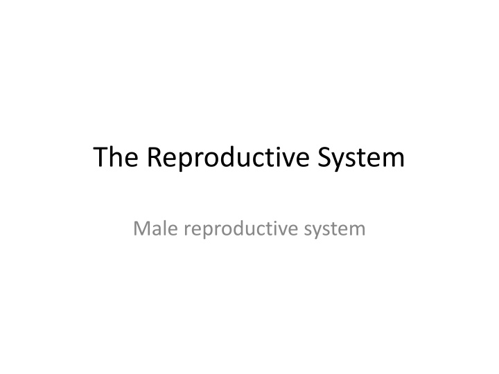 the reproductive system