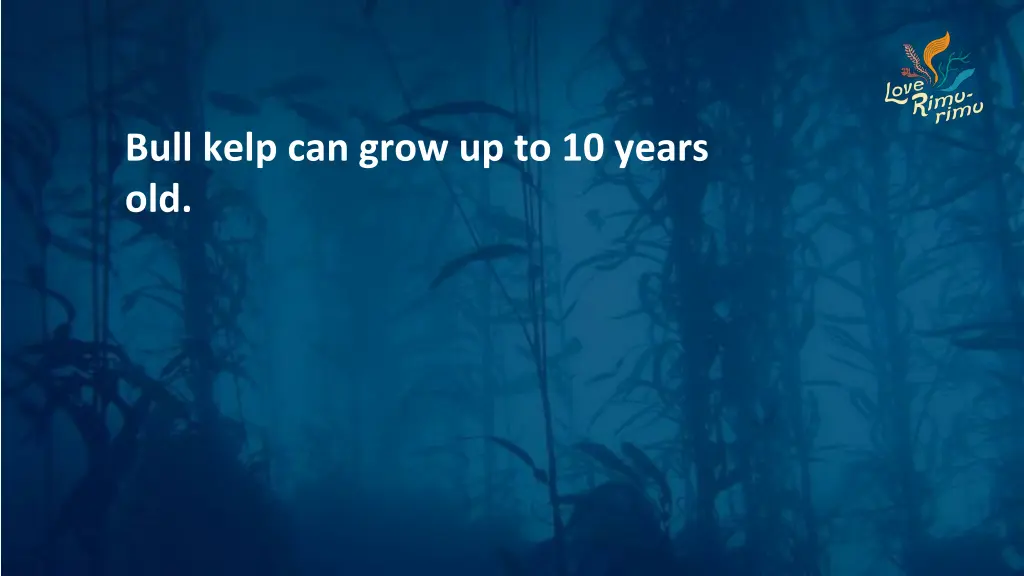 bull kelp can grow up to 10 years old