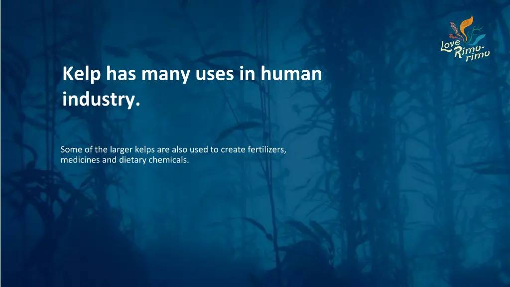 kelp has many uses in human industry