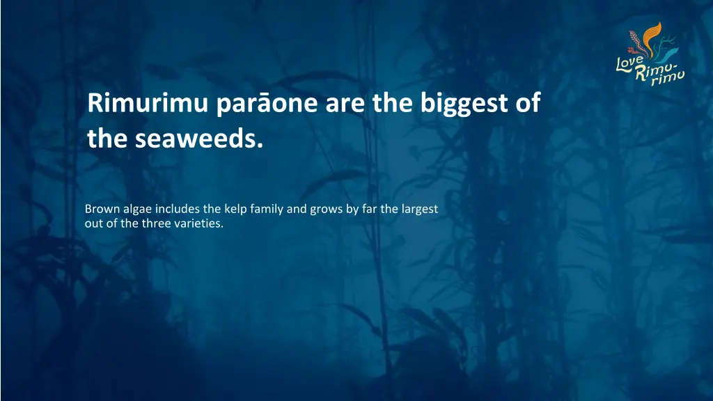 rimurimu par one are the biggest of the seaweeds