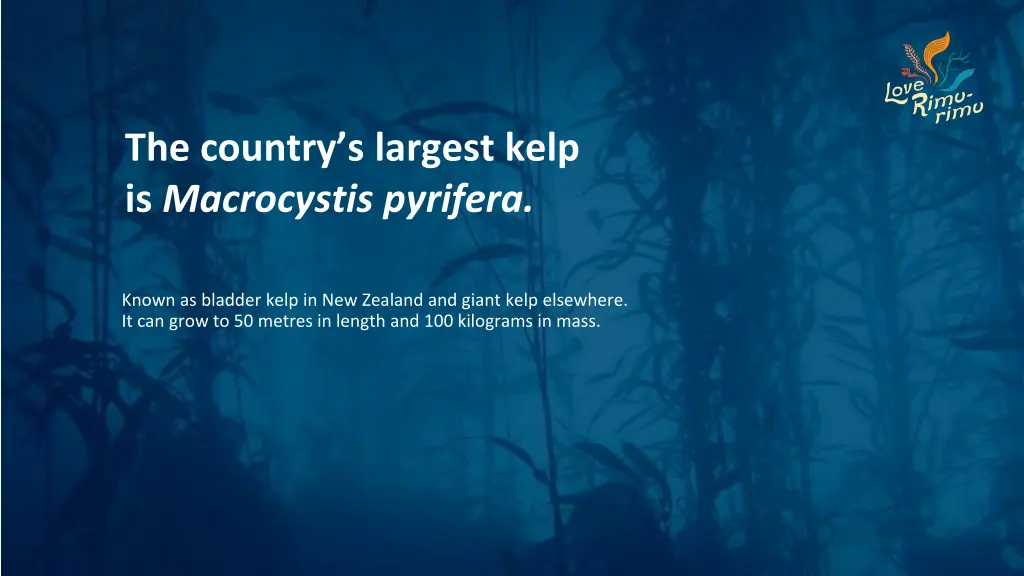 the country s largest kelp is macrocystis pyrifera