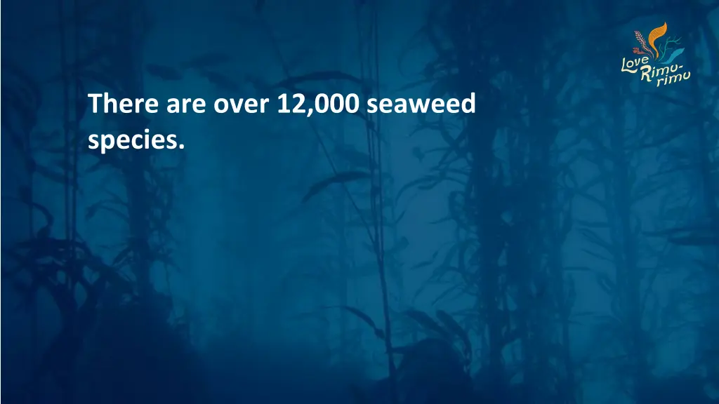 there are over 12 000 seaweed species