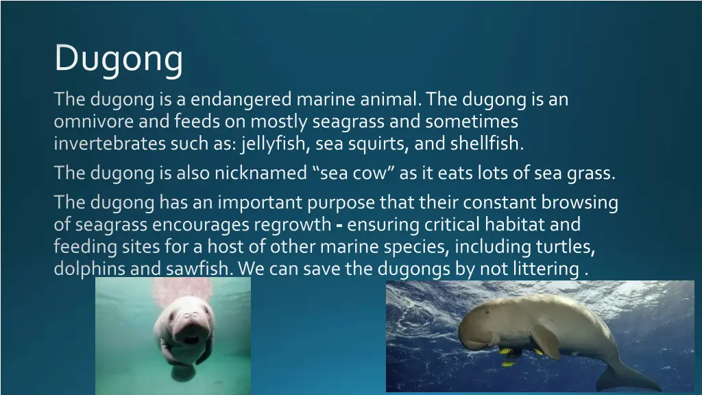 dugong the dugong is a endangered marine animal