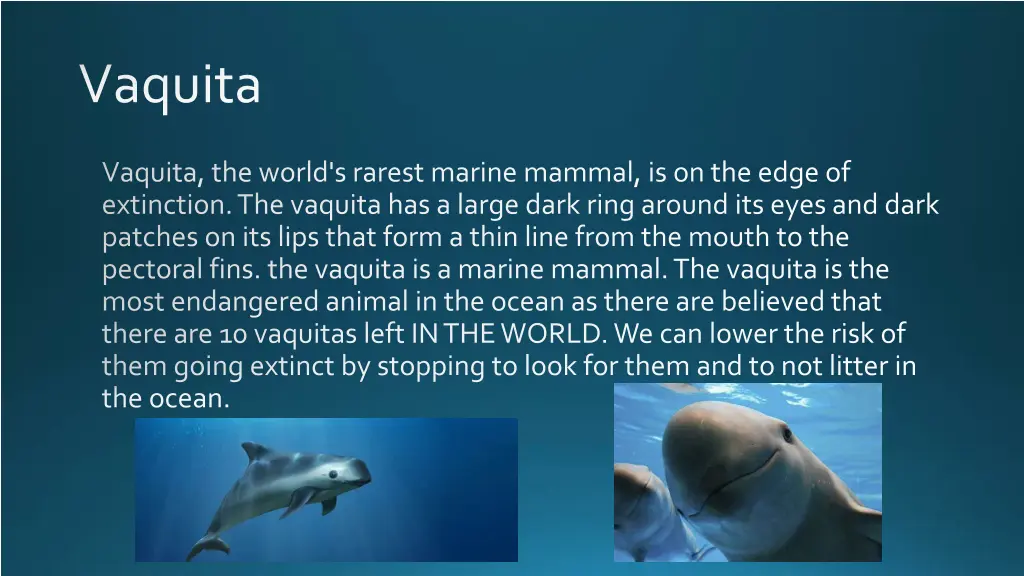 vaquita