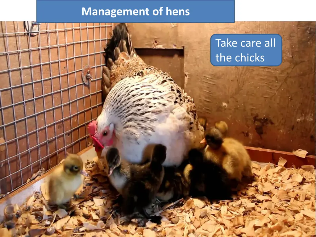 management of hens