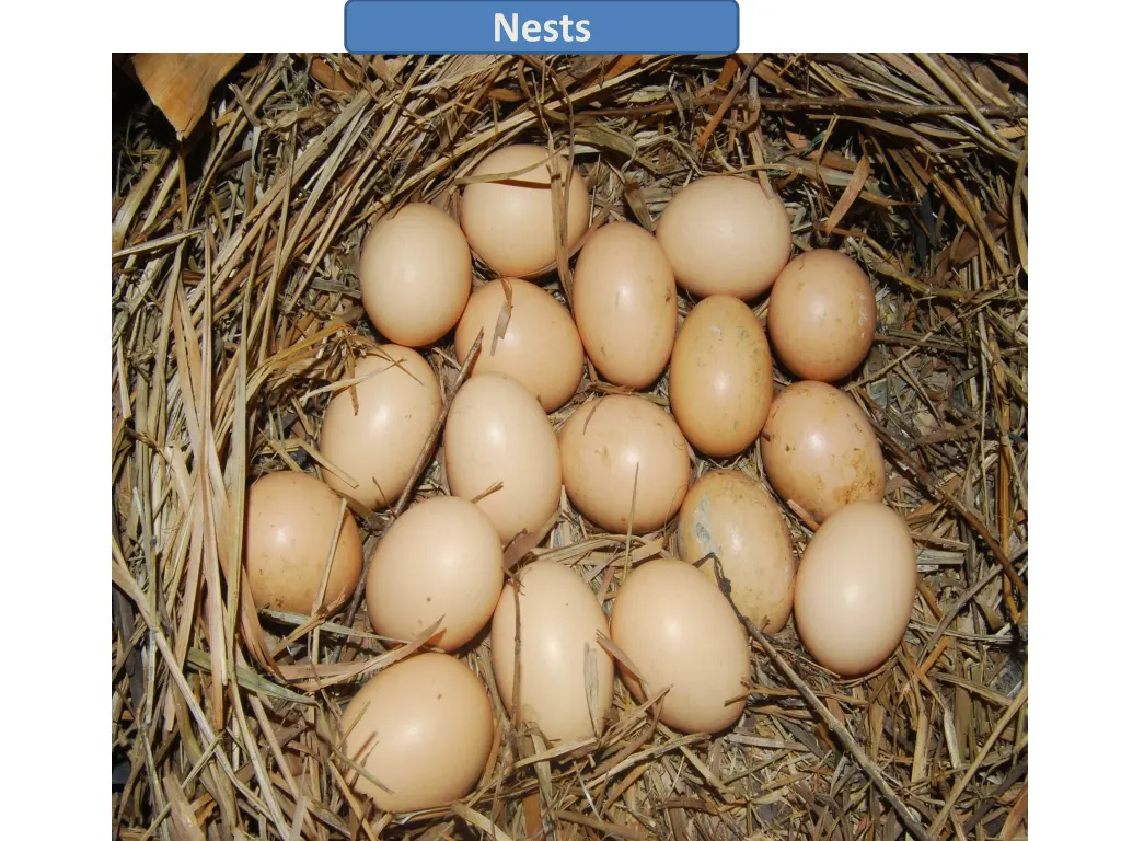 nests