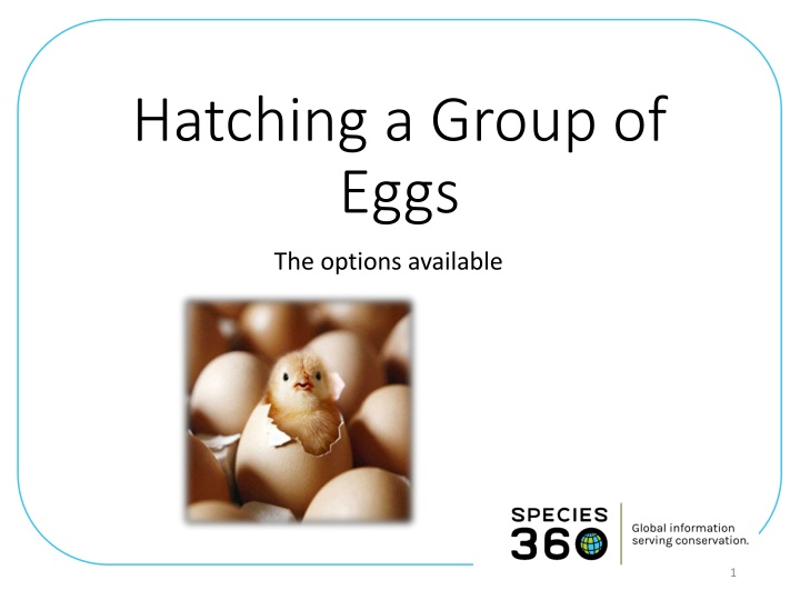 hatching a group of eggs