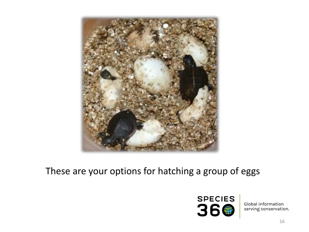 these are your options for hatching a group