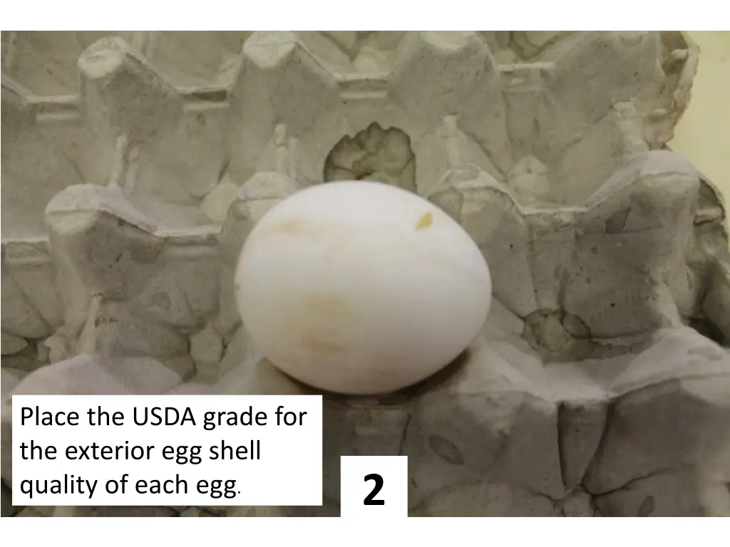 place the usda grade for the exterior egg shell 1