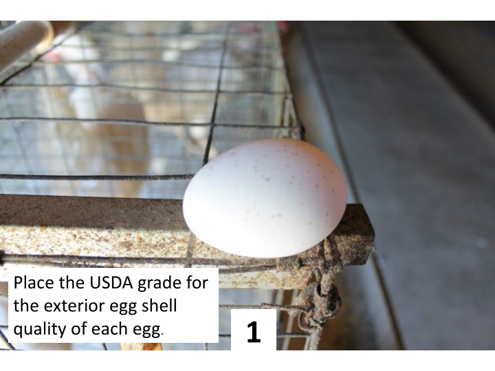 place the usda grade for the exterior egg shell