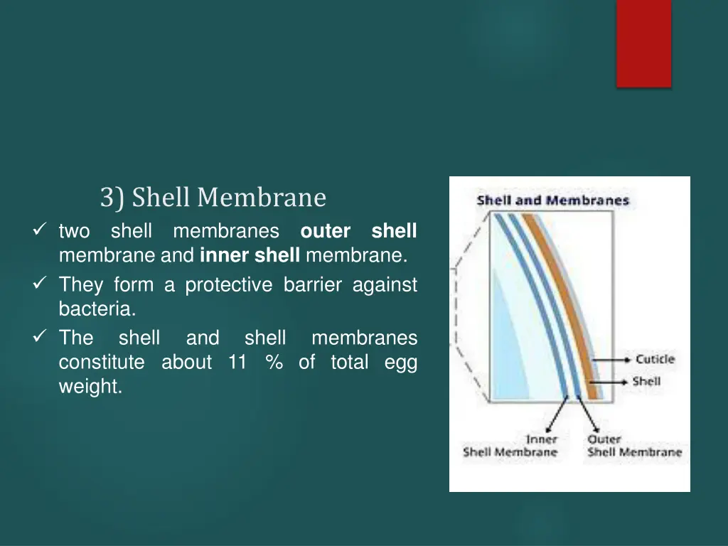 3 shell membrane shell membranes membrane