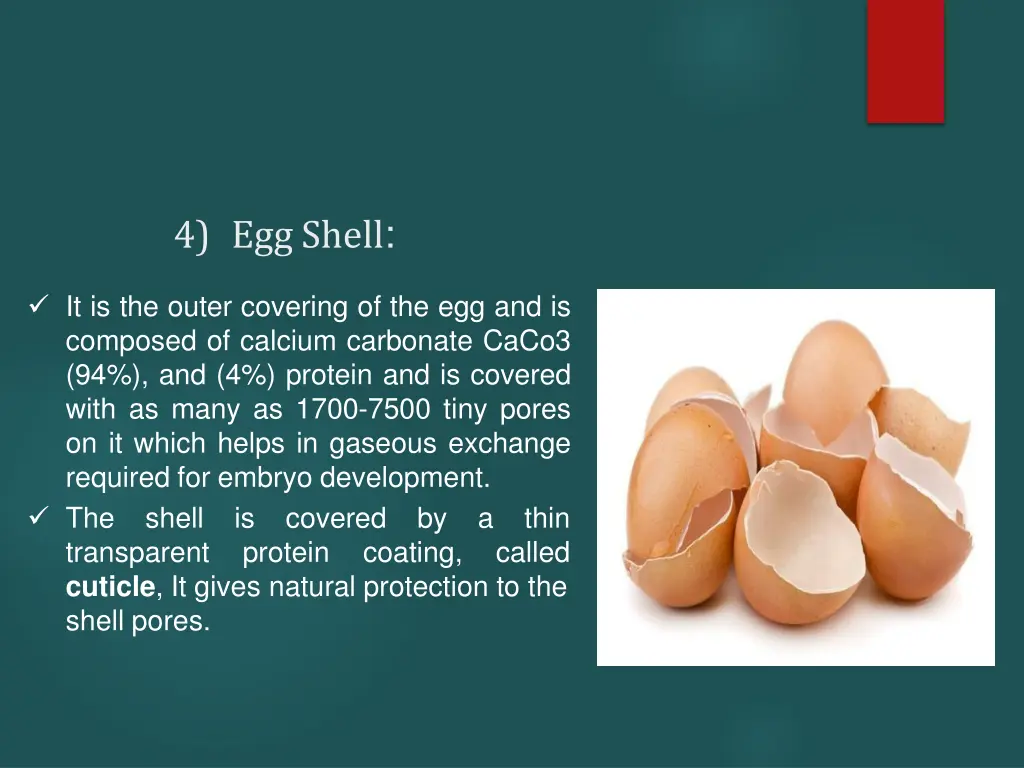 4 egg shell