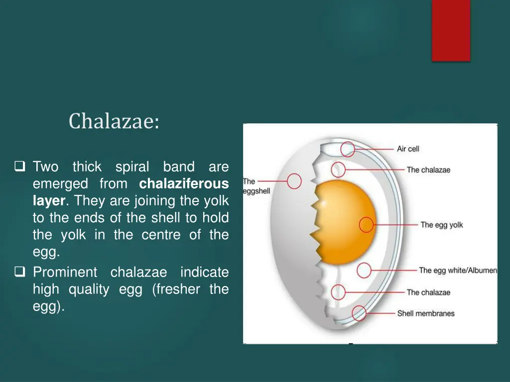 chalazae