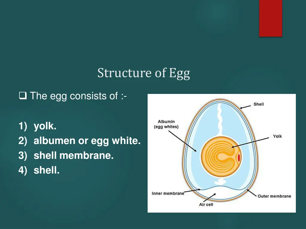 structure of egg