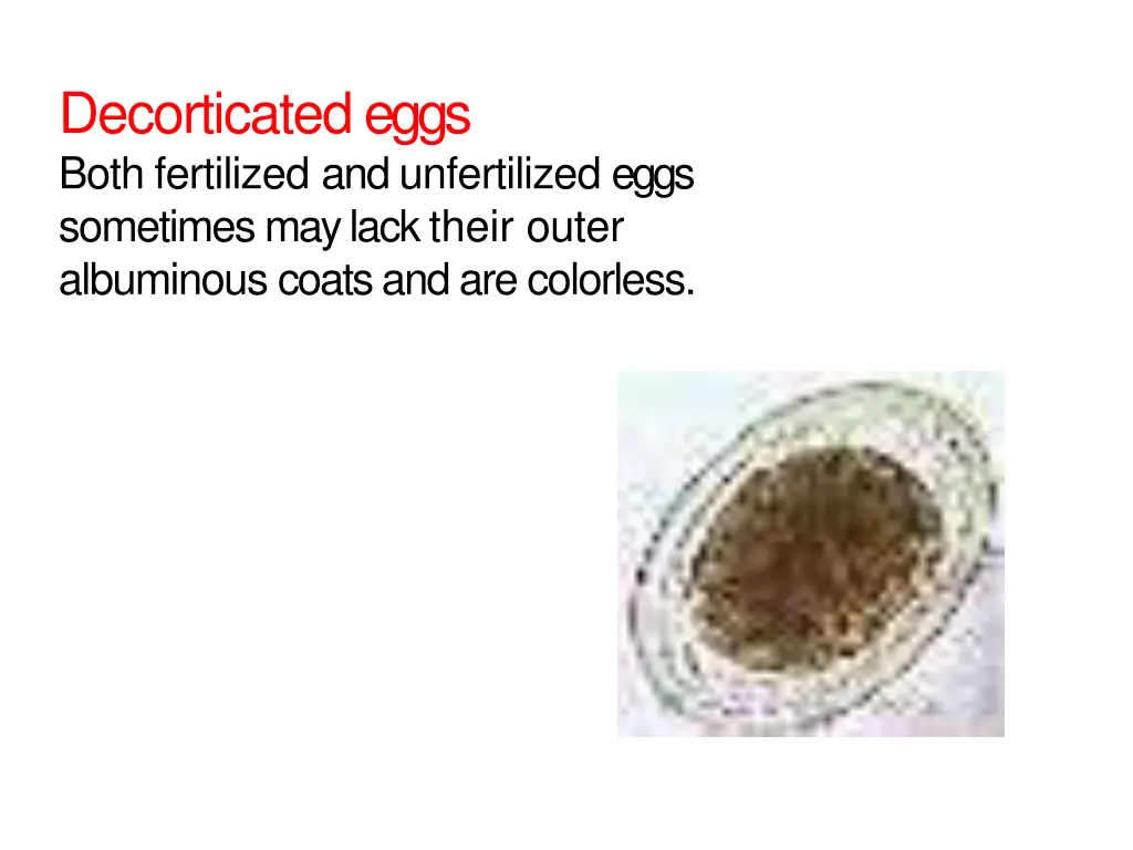 decorticatedeggs both fertilized and unfertilized