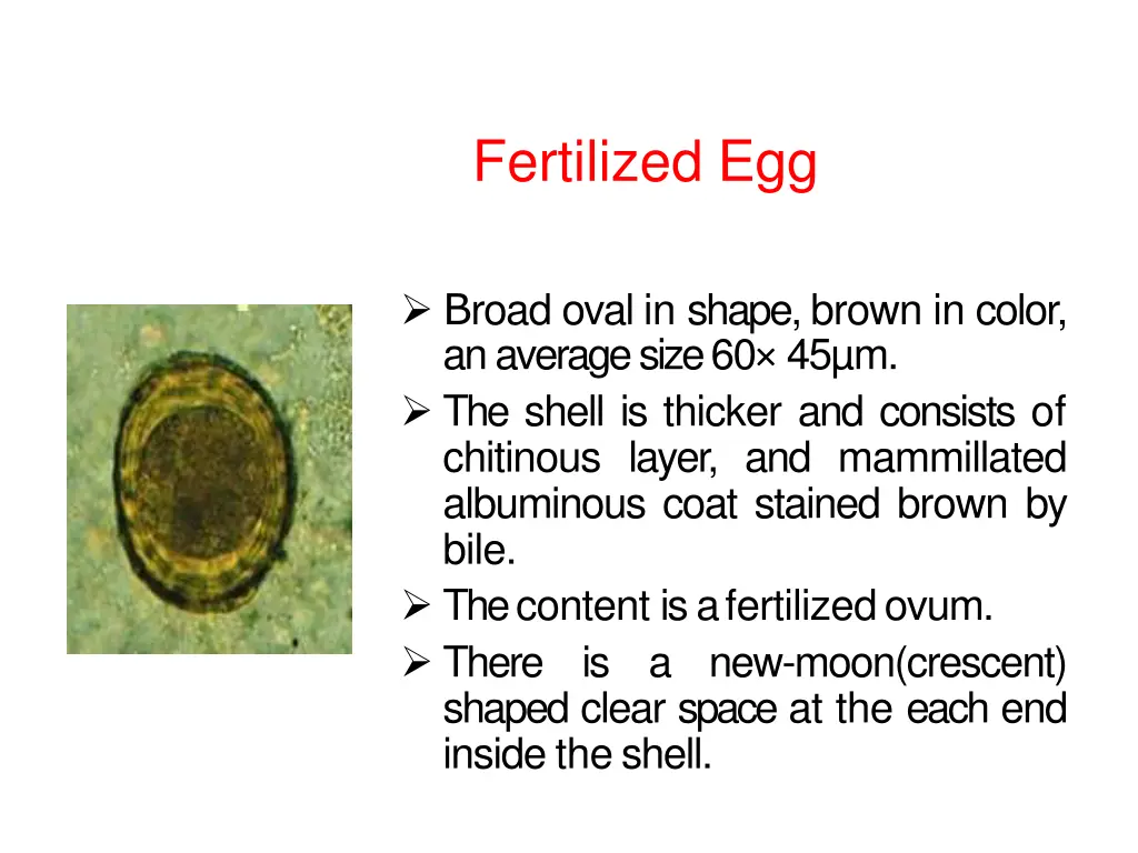 fertilized egg