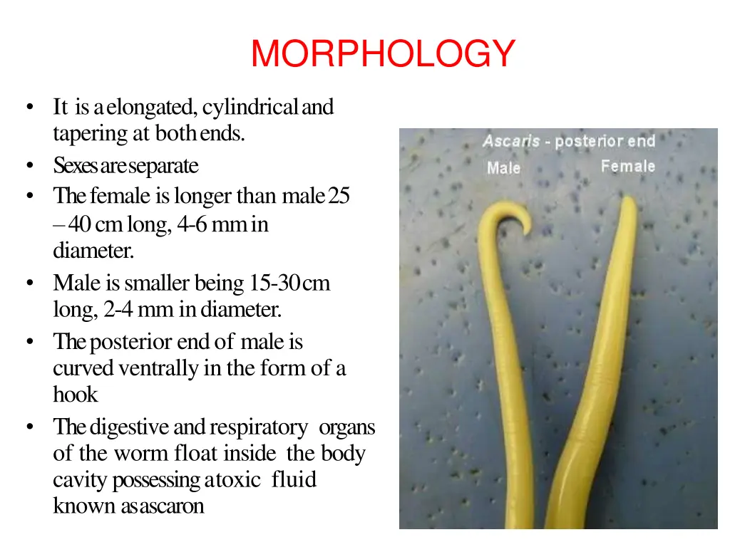 morphology