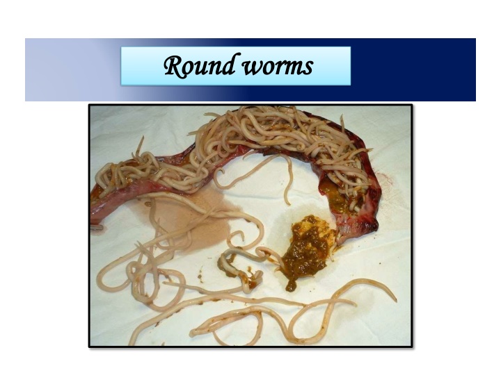 round round worms