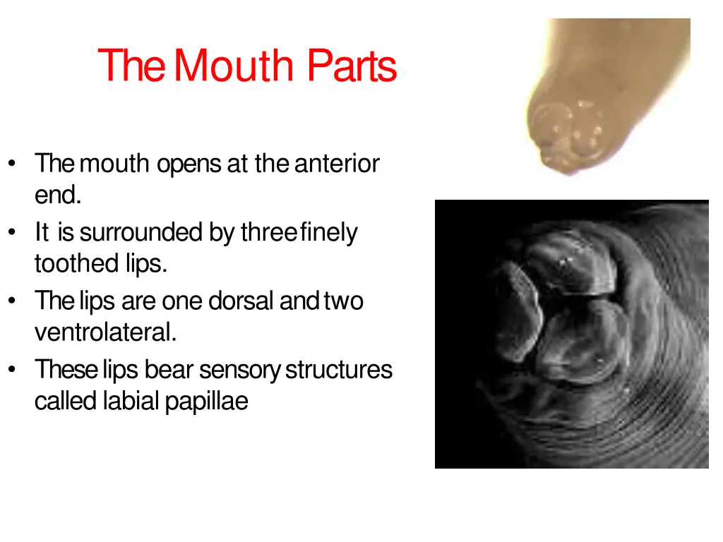 the mouth parts