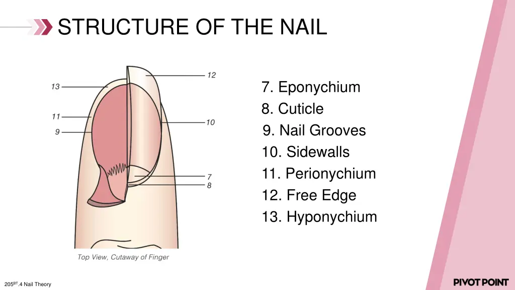 structure of the nail 1