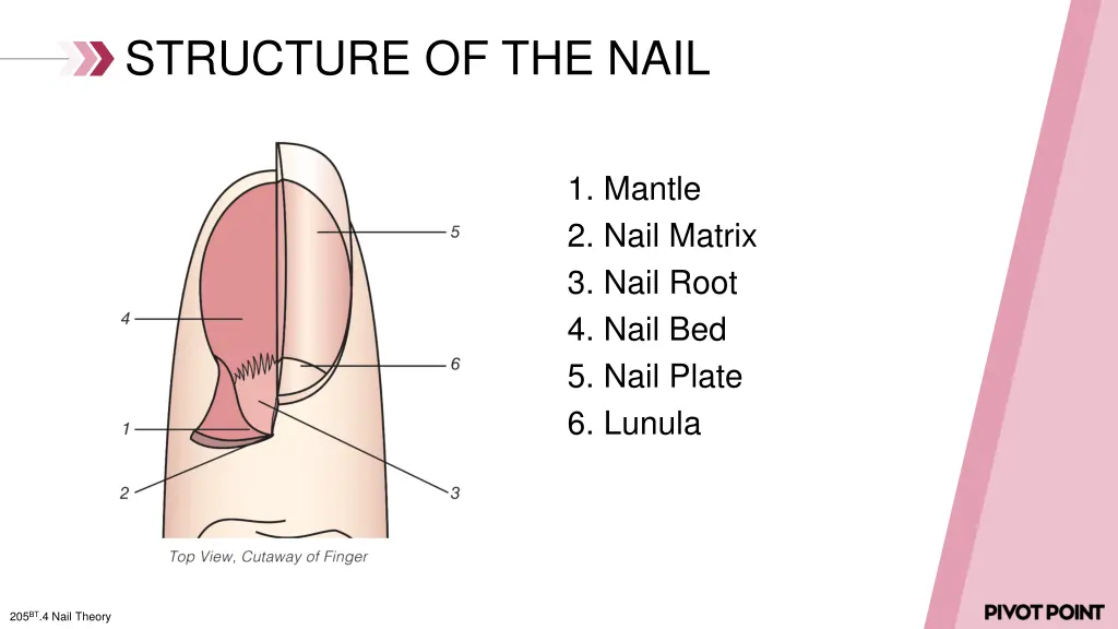 structure of the nail